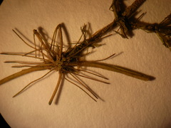 Lamprothamnium compactum