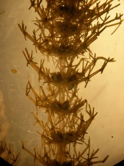 Lamprothamnium compactum