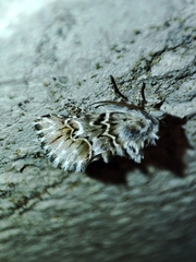 Cleonymia baetica