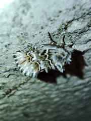 Cleonymia baetica