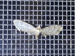 Eupithecia matheri