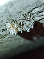 Cleonymia baetica
