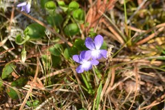 Viola labradorica