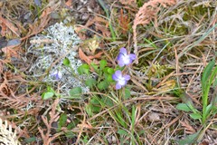 Viola labradorica