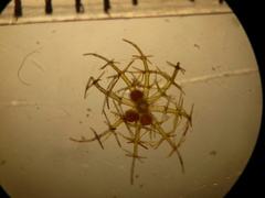 Lamprothamnium macroanthum