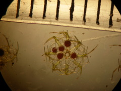 Lamprothamnium macroanthum