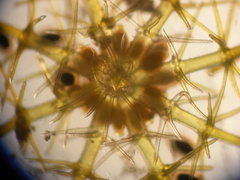 Lamprothamnium macroanthum