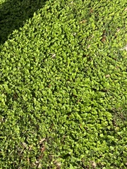 Calyptocarpus vialis