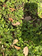 Calyptocarpus vialis