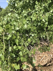 Populus fremontii