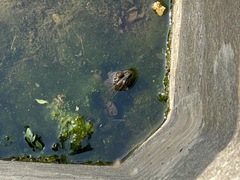 Pelophylax nigromaculatus