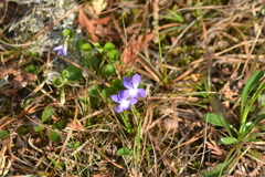 Viola labradorica