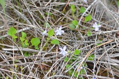 Viola labradorica