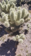 Cylindropuntia bigelovii