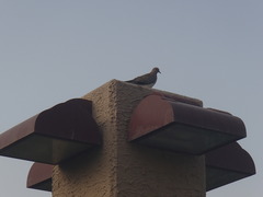 Streptopelia senegalensis