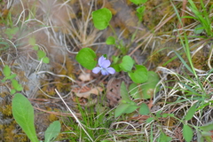 Viola labradorica