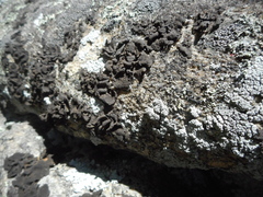 Dermatocarpon miniatum