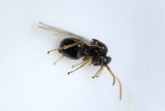 Synergini