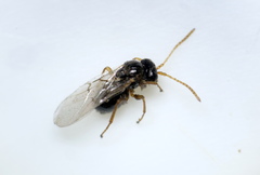 Synergini