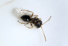 Synergini