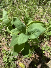 Mertensia virginica