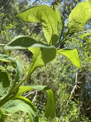 Mertensia virginica