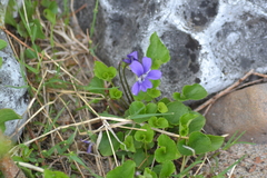 Viola nephrophylla