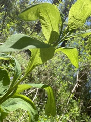 Mertensia virginica