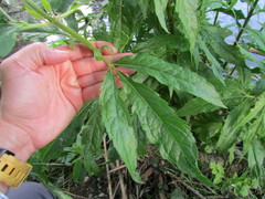Eupatorium cannabinum