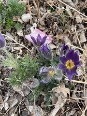 Pulsatilla