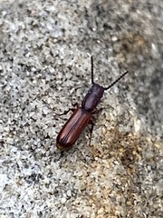 Taphroscelidia linearis