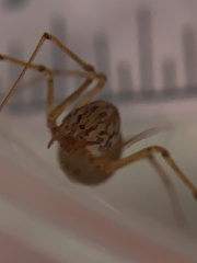 Scytodes univittata