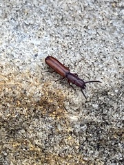 Taphroscelidia linearis