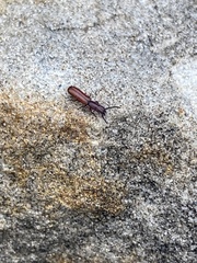 Taphroscelidia linearis