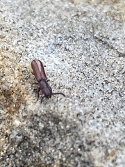 Taphroscelidia linearis