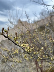 Shepherdia canadensis