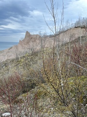 Shepherdia canadensis
