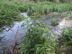 Eupatorium cannabinum