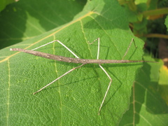 Pseudosermyle strigiceps