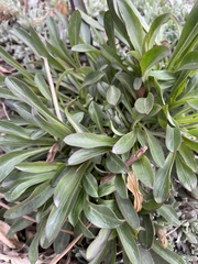 Magnoliopsida