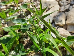 Melica picta