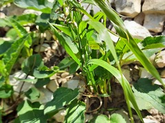 Melica picta