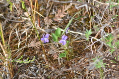 Viola nephrophylla