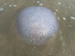 Catostylus