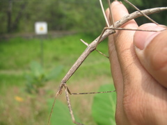 Pseudosermyle strigiceps