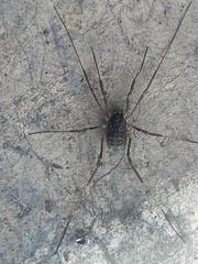 Lacinius
