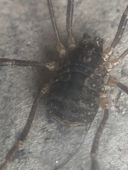 Lacinius