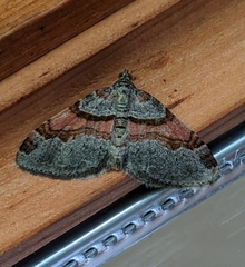 Xanthorhoe labradorensis