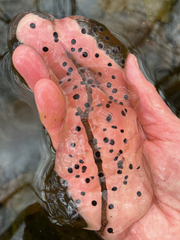 Ambystoma jeffersonianum