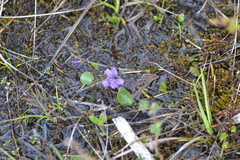 Viola nephrophylla